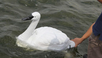 Un petit cygne pour surveiller l’eau