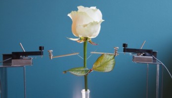 Un polymère infusé dans la fleur réagit électriquement en présence de substances chimiques et provoque des réactions chimiques sous l’effet de signaux électriques.