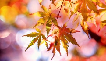 Contre la déprime automnale, Elektor Labs vous offre 25 € 