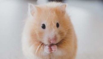 Bouw een Hamster-Run-O-Meter