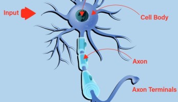 Kennismaking met neuronen in neurale netwerken (Deel 1): Kunstmatige neuronen