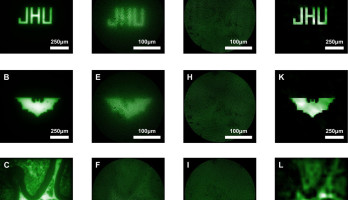 
A - C: afbeeldingen van een normale microscoop; D – F: conventionele micro-endoscoop met lenzen; G – I: ruwe afbeeldingen van de nieuwe micro-endoscoop zonder lenzen; J – L: na reconstructie met de computer. Afbeelding: Mark Foster, Johns Hopkins University.