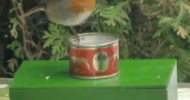 Bird-drinking-water heating [130256-I]