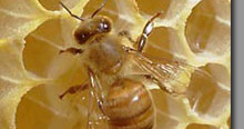 Beehive monitoring