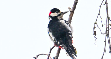 Wildlife and climate monitor.