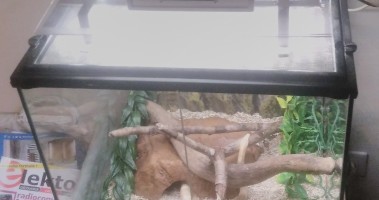 Solar light for terrarium