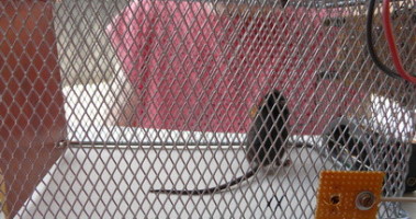 Not killing mouse trap [140011-I]