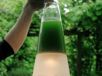 Algae Powered Lamp