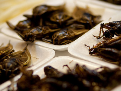 #EcoMonday tip 9: Eat Insects!