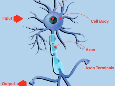 Understanding the Neurons in Neural Networks (Part 1): Artificial Neurons