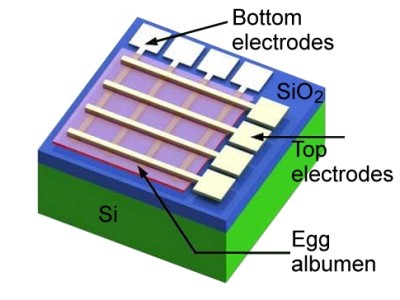 An electronic component partly made with egg proteins (credit: American Chemical Society)