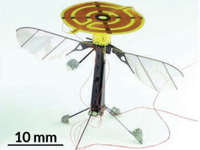 Insekten-Roboter kann fliegen und landen