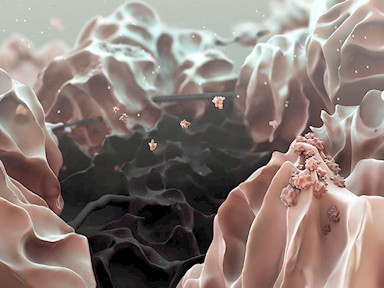 Mikroskopisches Falschfarbenbild: Die schwarze Graphenoxid-Elektrode umringt von Lithiumhydroxid-Partikeln (rosa). Bild: Liu et al., Science