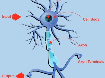 Voyage dans les réseaux neuronaux (1ère partie) : les neurones artificiels
