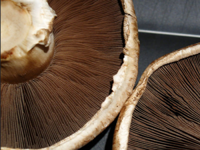 Portabella paddenstoel, foto: Cyclonebill | Flickr