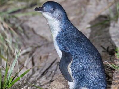 Dwergpinguïn (Eudyptula minor), Bruny Island, Tasmanië, Australië. Foto: JJ Harrison/Wikipedia