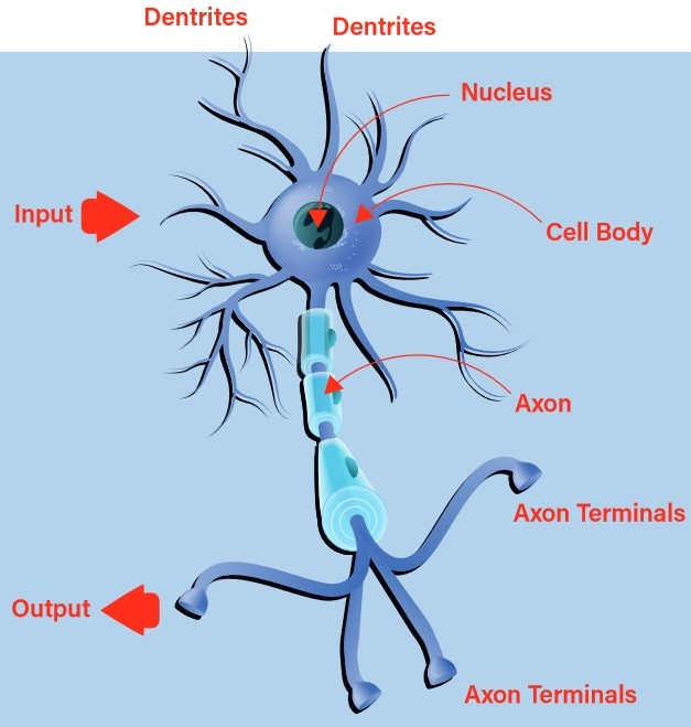 A biological neuron. (Series on Neural Networks)