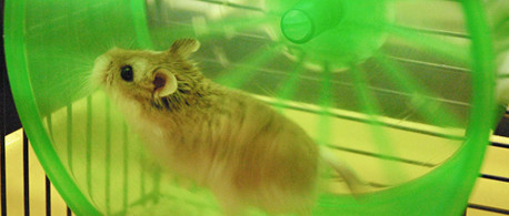 Un hamster énergétique
