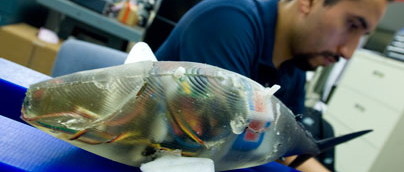 Un robot qui nage en ondulant comme un poisson