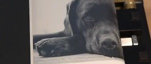 Aufrollbares E-Paper mit 800 x 600 Pixel