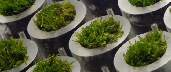 The hidden (electrical) power of moss