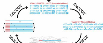 All Data Humanity Creates in a Year Stored on 4 Grams of DNA