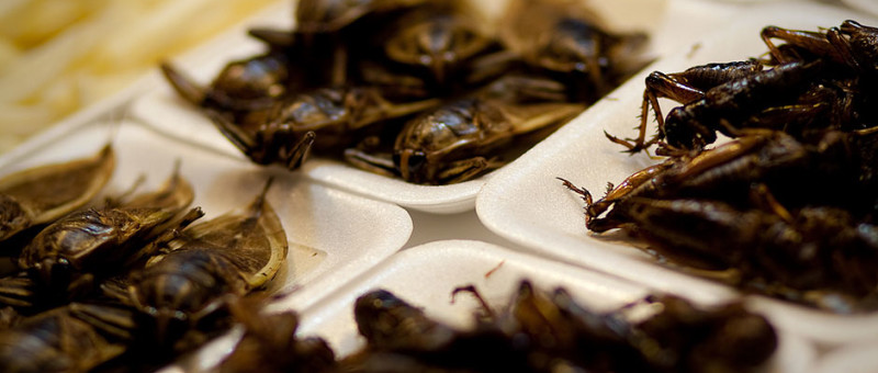 #EcoMonday tip 9: Eat Insects!