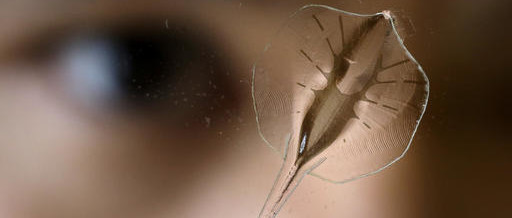 Stingray from a rat's heart