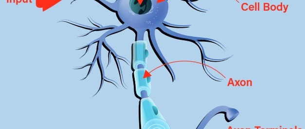 Understanding the Neurons in Neural Networks (Part 1): Artificial Neurons