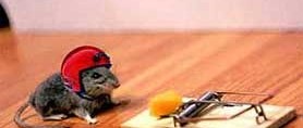 Animal friendly mousetrap with email notification