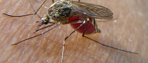 Laser contre malaria