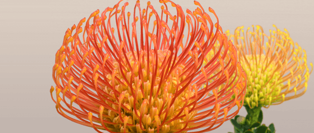 Nouveau procédé de capture d'image : photo d'abord, mise au point après