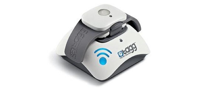 Pour suivre votre chien à la trace : un GPS canin