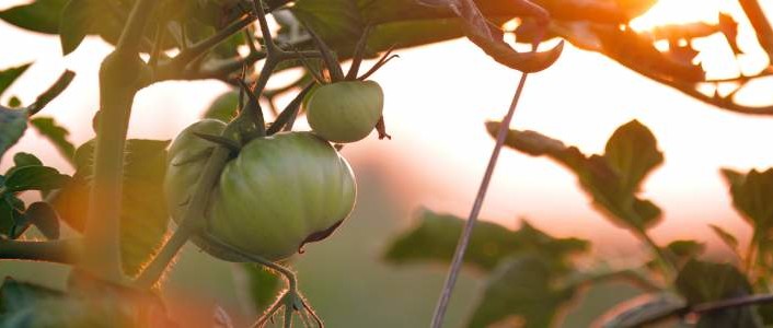 Musikbasierter Wachstumsstimulator für Tomaten im Selbstbau