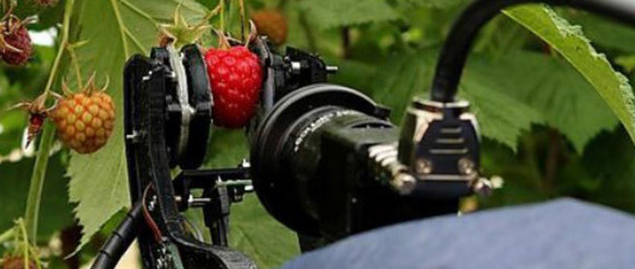 Roboter pflückt Erdbeeren (bald) schneller als der Mensch