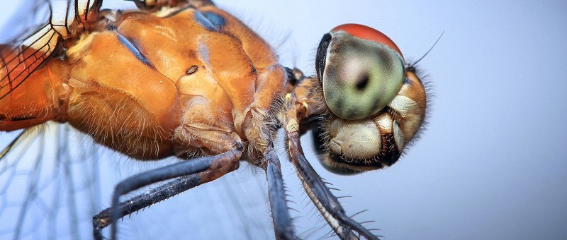 Self-driving cars get help from dragonfly