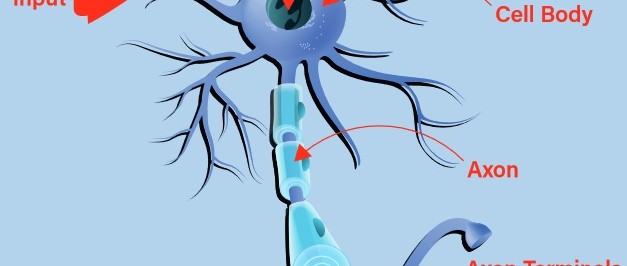 Neuronen in neuronalen Netzwerken verstehen Teil 1: Künstliche Neuronen