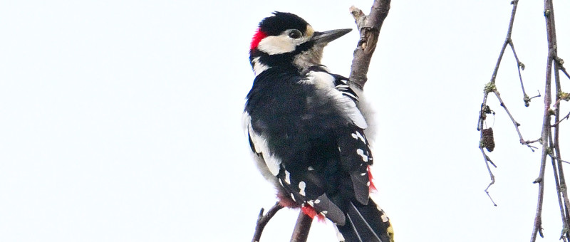 Wildlife and climate monitor.