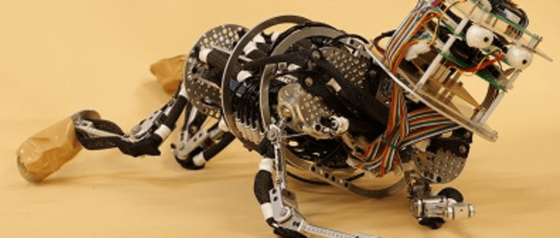 Robotique et biomimétisme : Cherche nounou pour robots