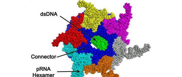 Natürliche Nano-Motoren nachbauen