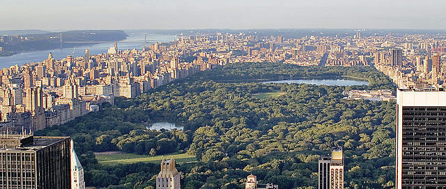 Stadtbäume sind wertvolle CO2-Senken