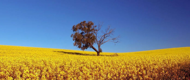 #EcoMonday tip 5: Make Your Own Biodiesel 