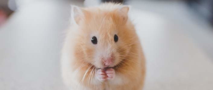 Moniteur de forme pour hamster