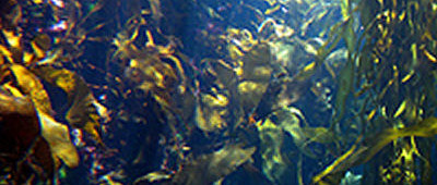 Zeewier verbetert Li-Ion-accu’s