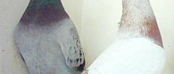 Les pigeons anglais sont à haut débit