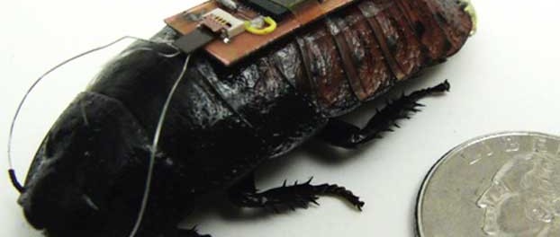 Franken-blatte, le cafard du futur