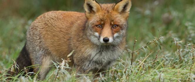 Natuurmonumenten legt haar standpunten uit: Fauna