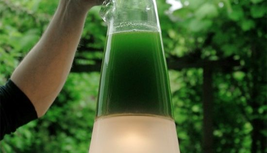 Algae Powered Lamp