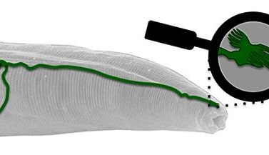 The worm's magnetosensory organ