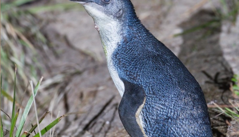 Zwergpinguin (Eudyptula minor), Bruny Island, Tasmanien (Australien). Bild: JJ Harrison / Wikipedia